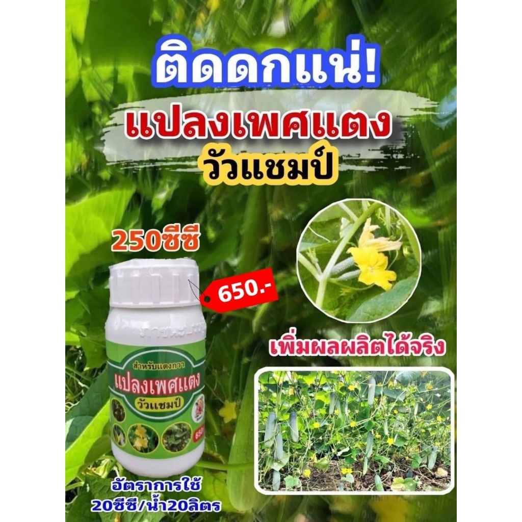 วัวแชมป์ สารแปลงเพศแตงกวา ขนาด 250 ซีซี