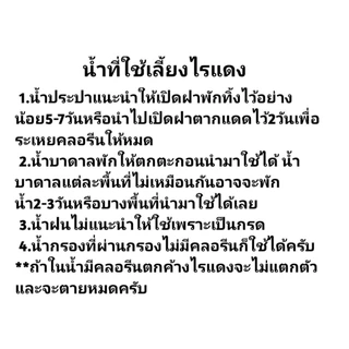 ชุดเพาะไรแดงน้ำใสราคา55บาท