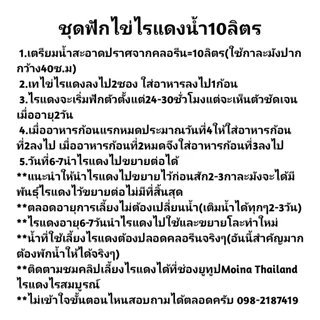 ชุดเพาะไรแดงน้ำใสราคา55บาท