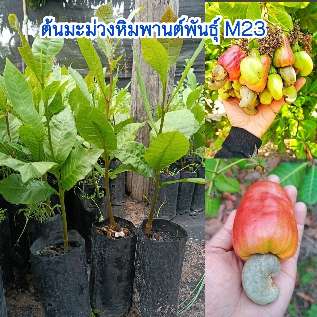 (ชุด 4 ต้น) ต้นมะม่วงหิมพานต์พันธุ์ M23 เม็ดใหญ่ ปลูกง่ายสามารถปลูกได้ทุกพื้นที่