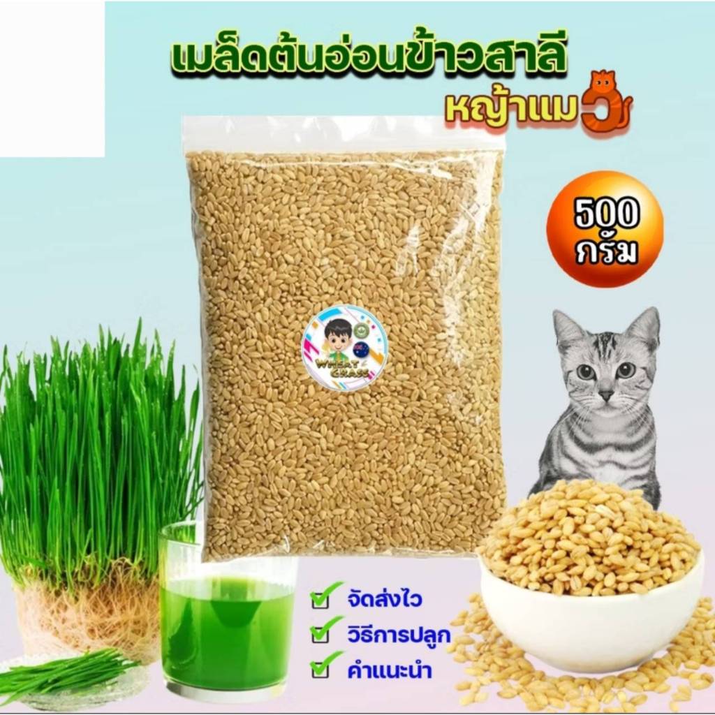 เมล็ดข้าวสาลีราคาถูก ขนาด 500 กรัม เกรดนำเข้า หญ้าแมว อัตราการงอกสูง Australian Wheat