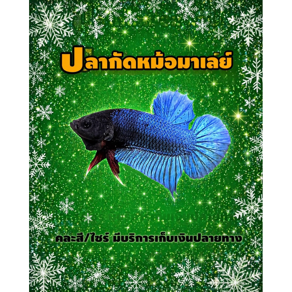 หม้อมาเลย์ ลูกสายสุวรรณ สีสด(คละสี)