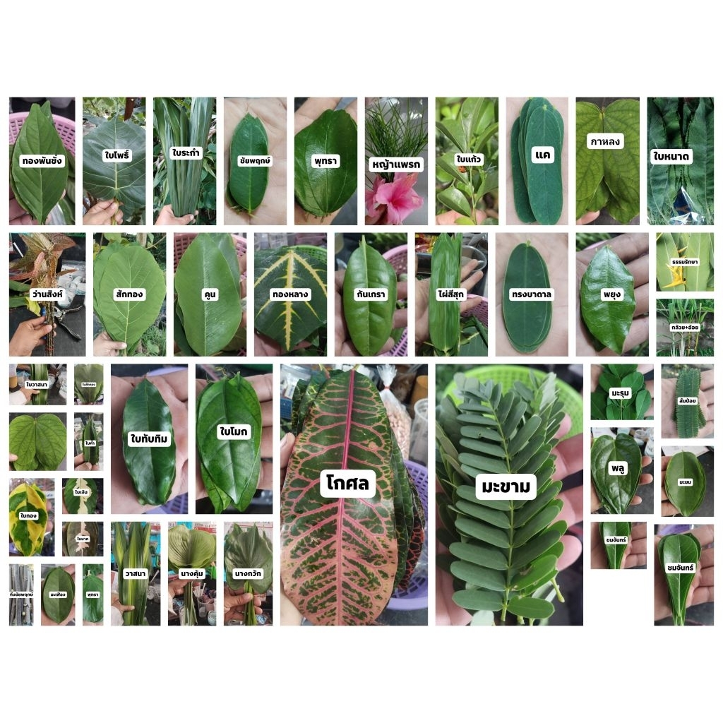 ใบไม้มงคล มีให้เลือก 50 ชนิด เพื่อใช้ในพิธีมงคลต่างๆ(ชนิดละ 9 ใบราคา 19 บาท)