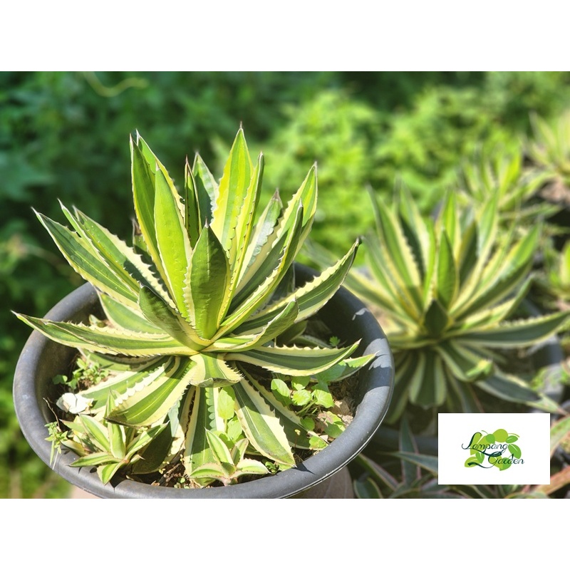 ต้น อากาเว่ ควอดิคัลเลอร์ Lophantha quadricolor กระถาง 3 รูปที่ 3