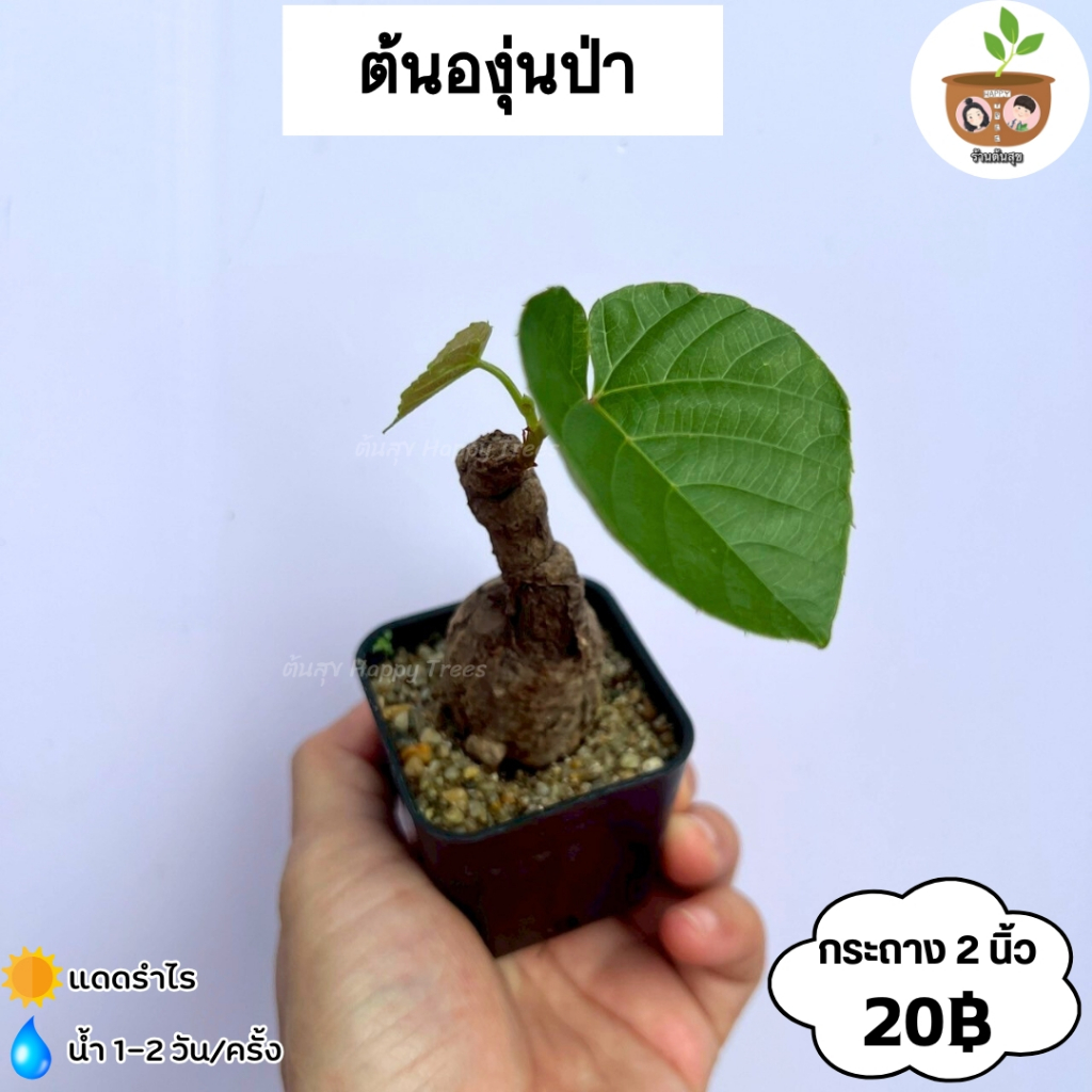 ต้นองุ่นป่า จัดส่ง 2 ต้นขึ้นไปคละแบบไหนก็ได้