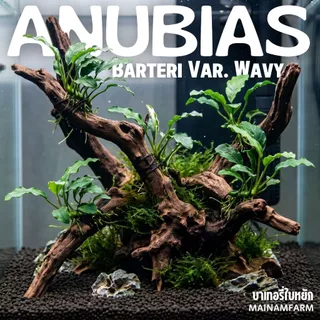 อนูเบียสบาเทอรี่ ใบหยัก เลือกขนาดได้ - Anubias Barteri Var. Wavy ต้นไม้น้ำ