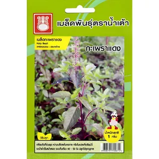 เมล็ดพันธุ์กะเพราแดง ตราน้ำเต้า