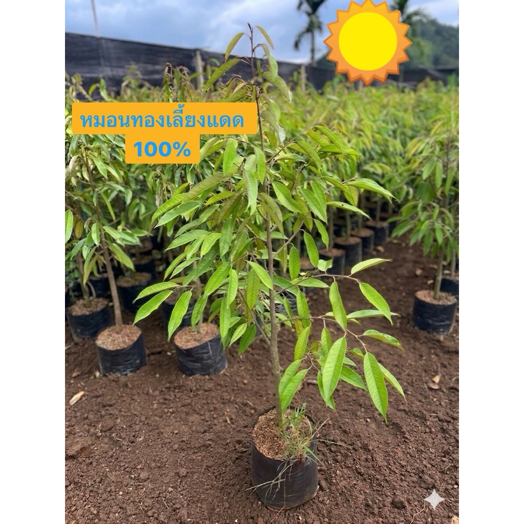 ต้นทุเรียนหมอนทองเลี้ยงแดด100% ถุงเบอร์ใหญ่ ความสูง 140-150 cm ปลูกได้เลยไม่ต้องทำสแลนบังแดด