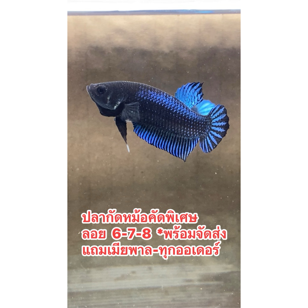 หม้อมาเลย์(สวยงาม-เต็มฟรอม) สุ่มสี หม้อมาเลย์ 100
