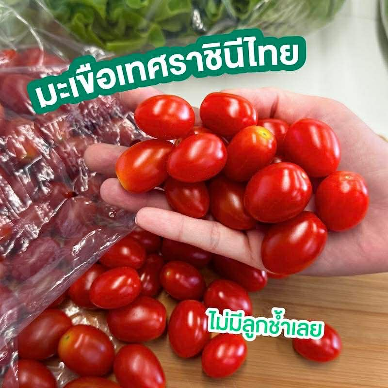 【 500กรัม 】มะเขือเทศราชินีไทย สดใหม่ทุกวัน