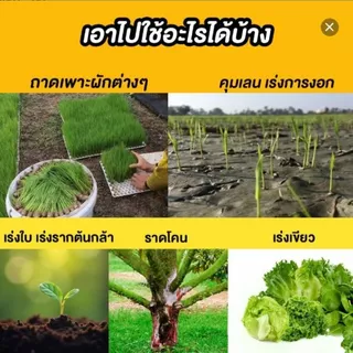 เอ-แบล็ค (A-Black) สารบำรุงพืชสูตรเข้มข้น ฟื้นฟูต้นหลังเก็บเกี่ยว ช่วยแตกราก แตกกอ สำหรับพืชทุกชนิด (ขนาด 1 ลิตร)