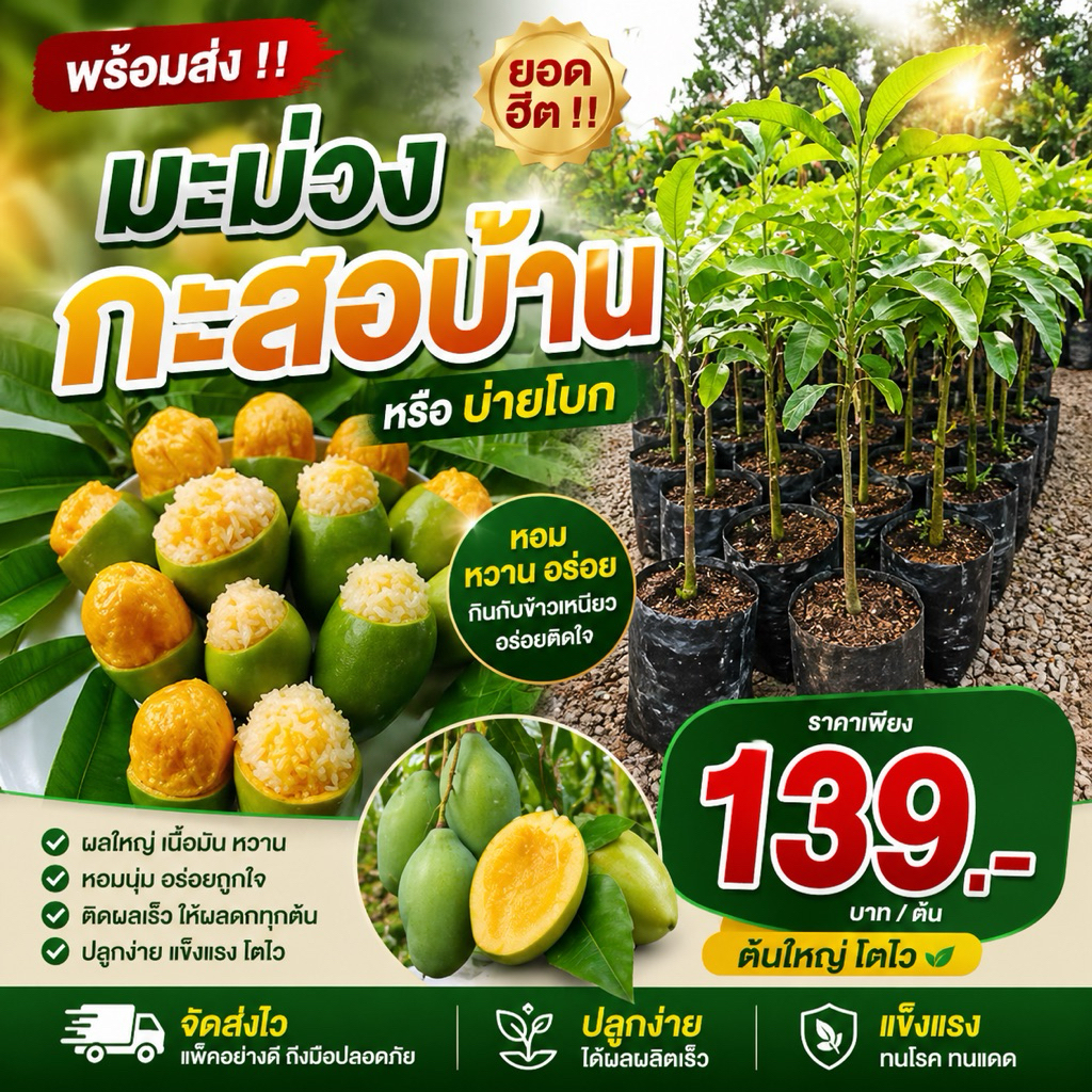 ( พร้อมส่ง ‼️ ) ยอดฮิต ‼️‼️ มะม่วงกะสอบ้านหรือบ่ายโบก เสียบยอด 🥭 หอม อร่อย นำมากินกับข้าวเหนียว อร่อยติดใจ ต้นใหญ่ โตไว