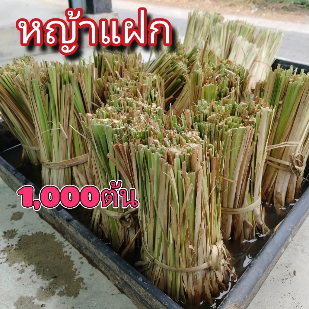 [1,000ต้น] หญ้าแฝก​ ต้นแฝก​ ป้องกันดินพัง​ บำรุงดิน