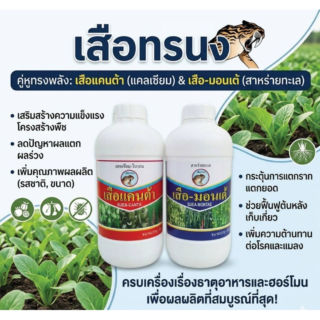 ชุดเพิ่มผลผลิต ( เสือทรนง)