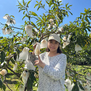 (ต้นเอบิว สูง 100-120cm. 1ต้น 199บาท )Abiu ต้นกล้า เอบิว ผลไม้ทองคำ ต้นเพาะเมล็ด จำนวนพันธ์ใต้หวัน ออกผลผลิตภายใน2-3ปี
