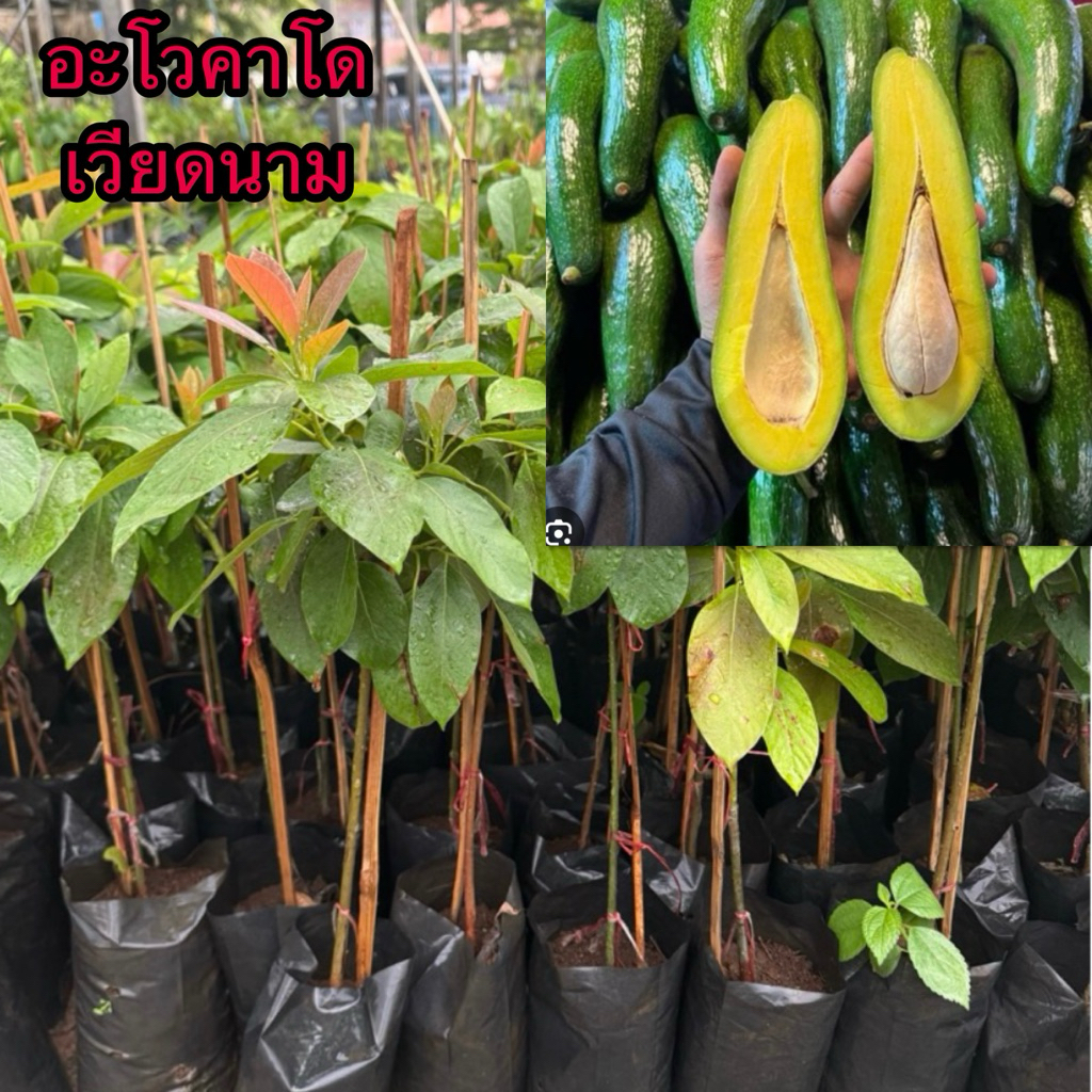 ต้นอะโวคาโดสายพันธุ์เวียดนามสายพันธุ์034(A034)