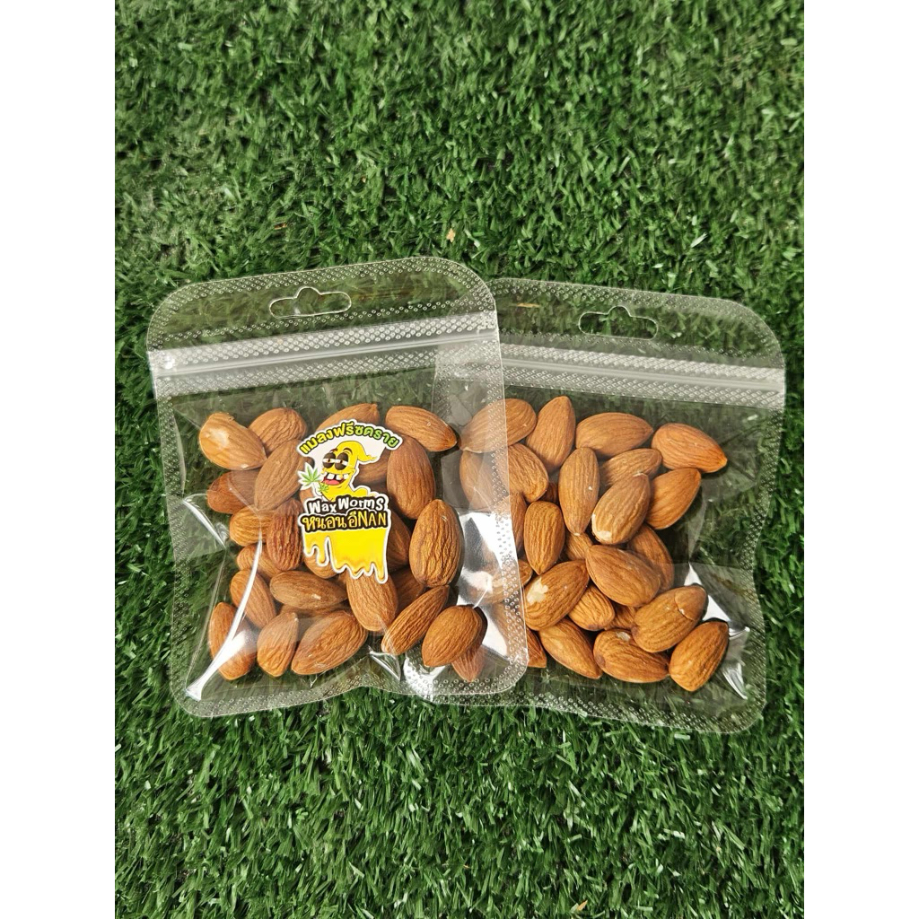 ( อัลมอนด์ ) ALMOND อัลมอนด์ อัลมอนด์อบ ถั่ว ถ้่วอบ อาหาร ขนม สัตว์เล็ก ชูการ์ กระรอก แฮมสเตอร์ ดอร์เมาส์