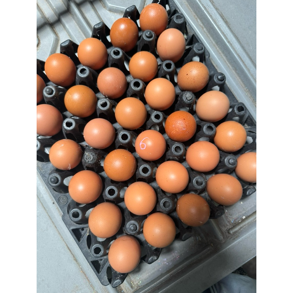 ไข่ไก่เบอร์ 6 สดจากฟาร์ม 🥚 ราคาประหยัด คุ้มค่า | ไข่ใหม่ทุกวัน | Farm Fresh Eggs