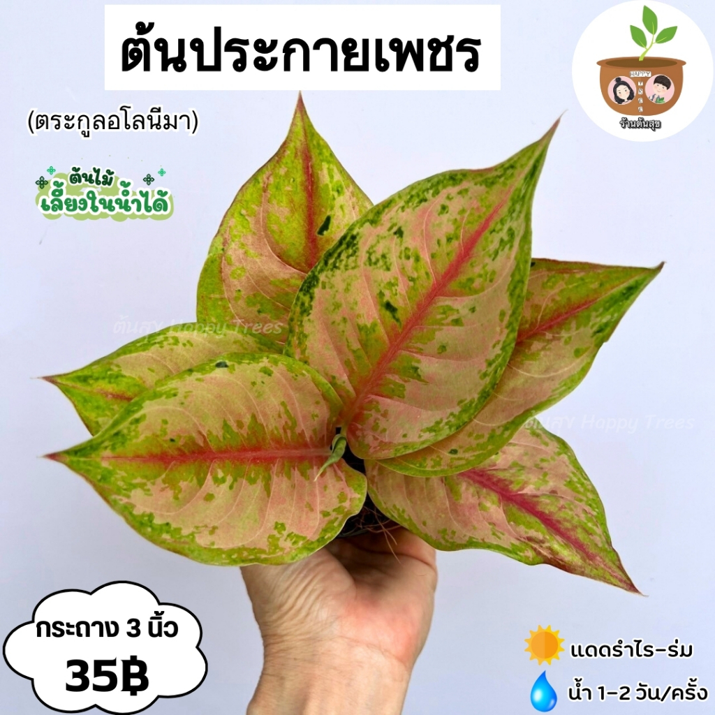 ต้นประกายเพชร จัดส่ง 2 ต้นขึ้นไป คละแบบได้