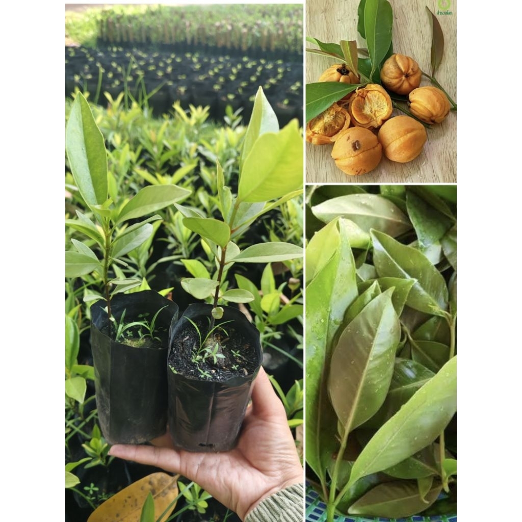 🌿 ต้นชะมวง (ชุด 4 ต้น)(พร้อมปลูก)ใบเปรี้ยวทำอาหารได้ เก็บกินได้ทั้งปี