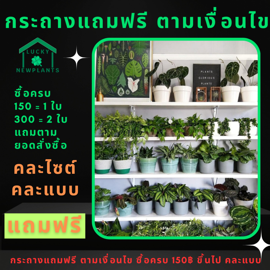 กระถางต้นไม้ แถมฟรี ตามเงื่อนไขแคมเปญ ซื้อ 200 บาท ขึ้นไป