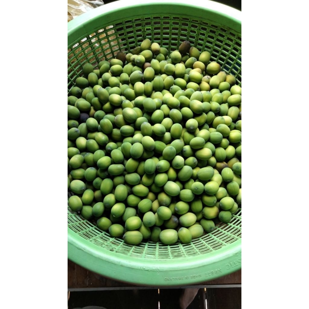 เม็ดบัวสดแกะฝักออก ปลูกธรรมชาติ มีแบบอ่อนและแก่ เม็ดบัวสายพันธุ์ไทย หวานมัน