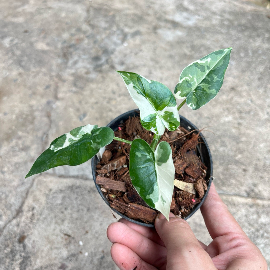 alocasia okinawa silver บอนโอกินาว่าซิลเวอร์ โอกินาว่า ต้นแม่นำเข้าจากญี่ปุ่น ต้นแข็งแรง