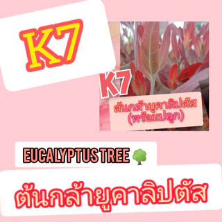 ต้นกล้ายูคาลิปตัสสายพันธ์ุโตเร็วนำ้หนักดี ปลูกง่าย ชุด 100 ต้น ราคา 279 บาท ความสูงโดยประมาณ 12-15 เซน