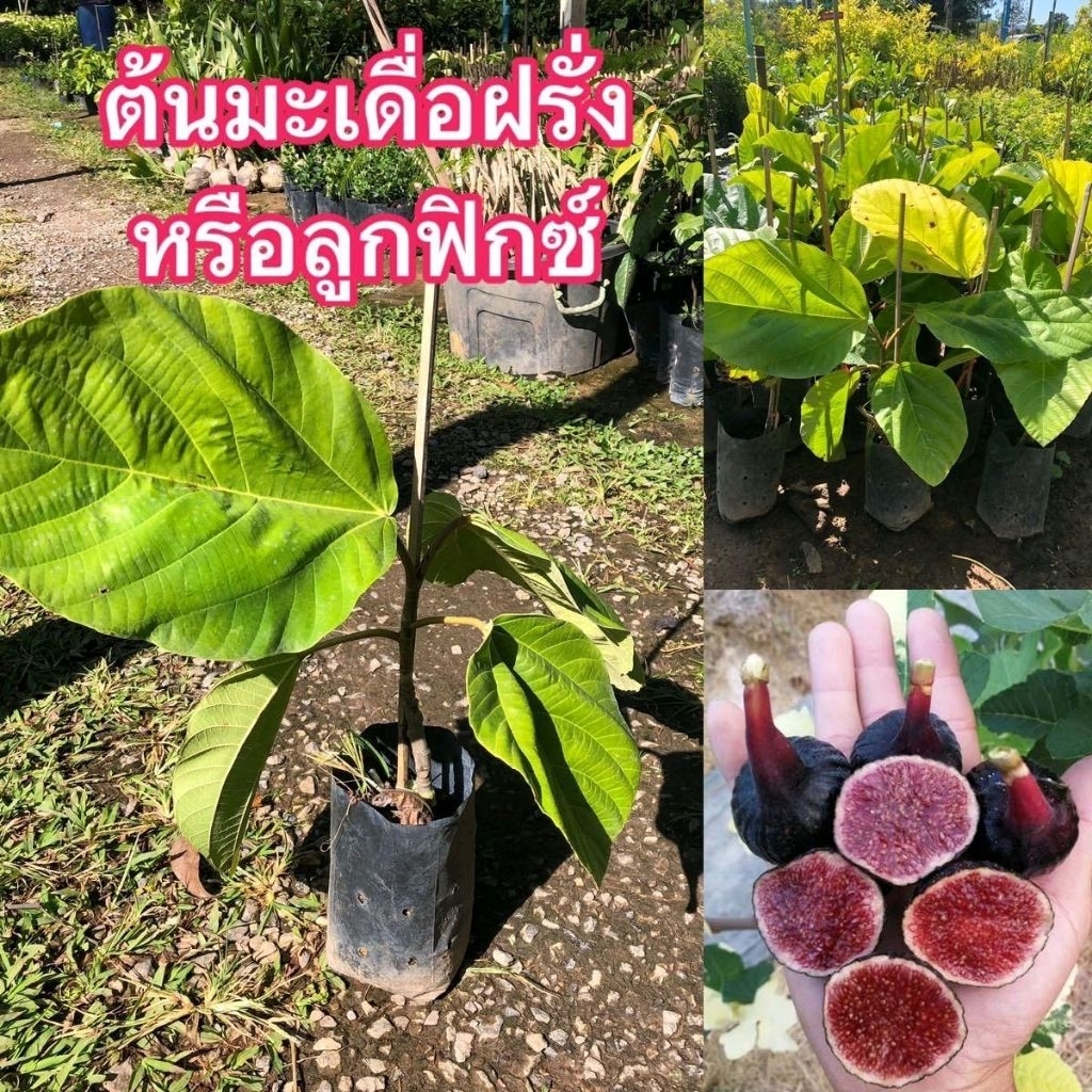 ต้นมะเดื่อยักษ์มาเลย์ ต้นสวยตรงปก