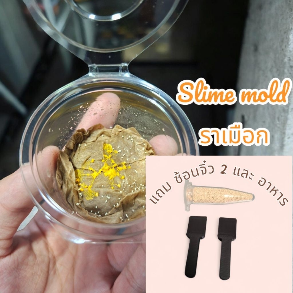 Slime mold ราเมือก ชุดพร้อมเลี้ยง