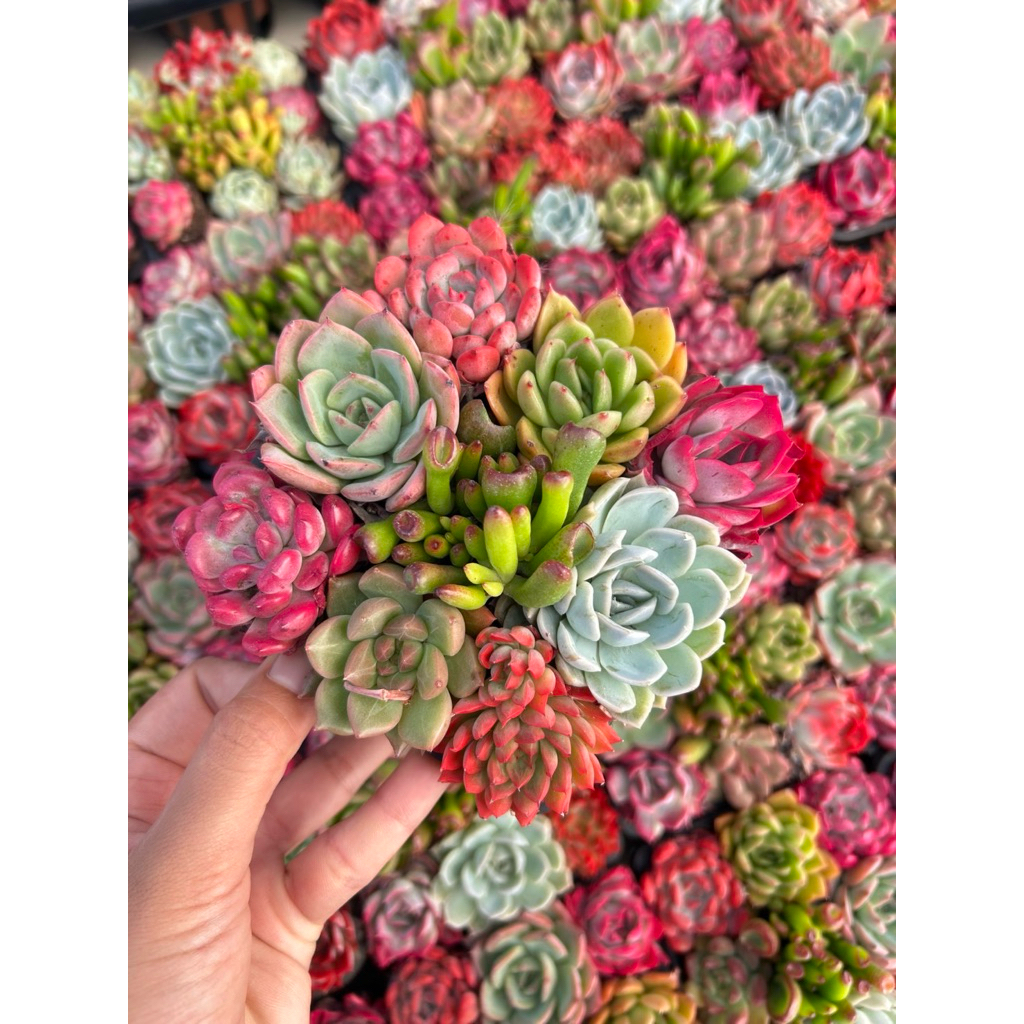 พร้อมส่ง23/5/26 #กุหลาบหิน #ไม้อวบน้ำจัดเซตคละสายพันธุ์ Mix succulent พร้อมกระถาง 5x5