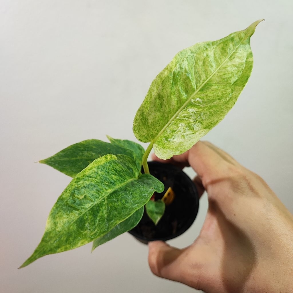 ต้นโชคเก้าชั้นด่าง Anthurium Renaissance เมล็ดโชค โชค9ชั้น ด่างขาว ด่างชมพู ด่างเหลือง แข็งแรง รากเดิน