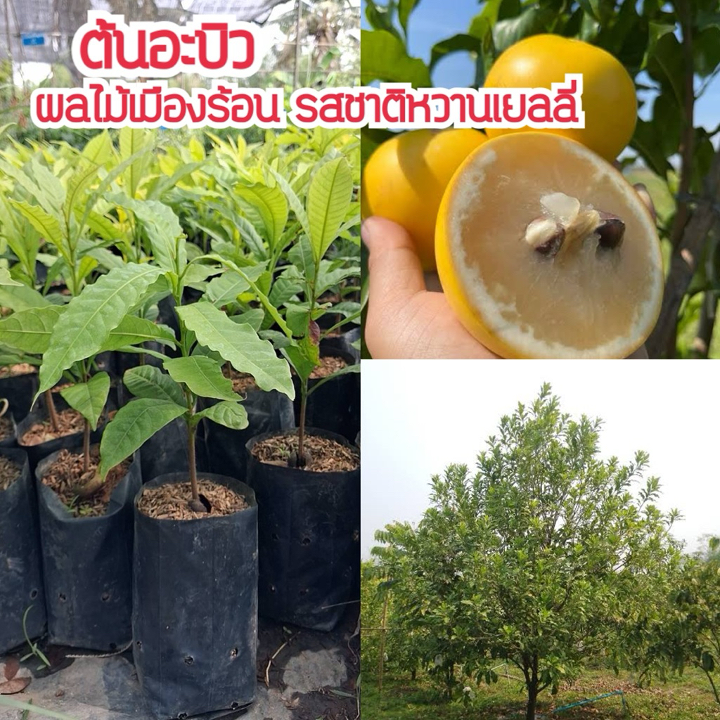 #ต้นอะบิว ผลไม้เมืองร้อน รสชาติหวานเย็นคล้ายเยลลี่ ไม้ผลแปลกใหม่ที่สวยงามและกินได้จริง