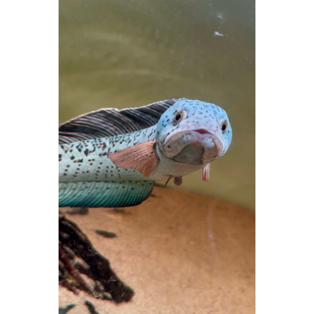 LEVEL UP PLUS วิตามิน แร่ธาตุ เกลือแร่สำหรับปลา thumbnail 3