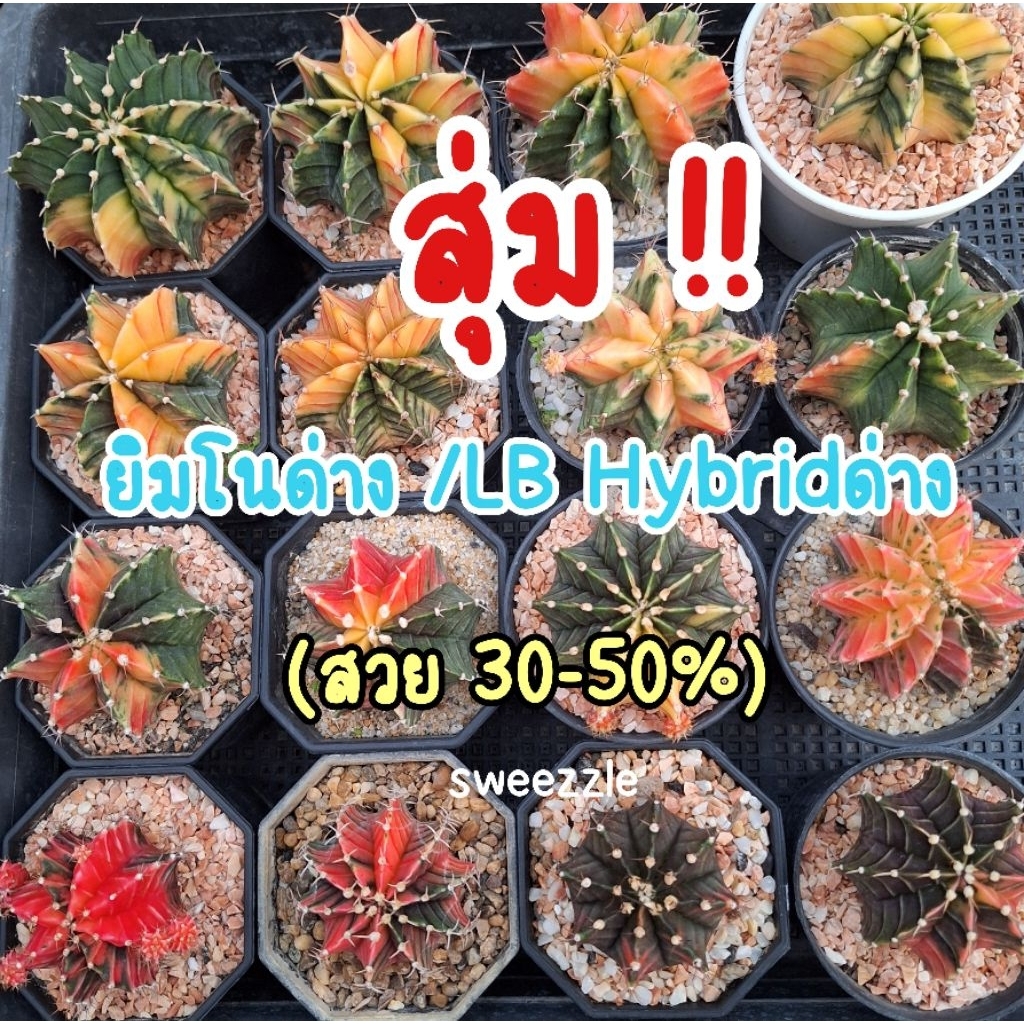 (ซื้อ 5 แถม 1) กระบองเพชร แคคตัส (Cactus) ยิมโนด่าง / LB Hybrid ด่าง หน้าไม้สวย 30-50% จัดส่งแบบถอดกระถาง ขนาด 4-6 cm