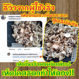 ก้อนเชื้อเห็ดโคน หัวเชื้อสูตรเข้มข้นเจ้าแรกในไทย
