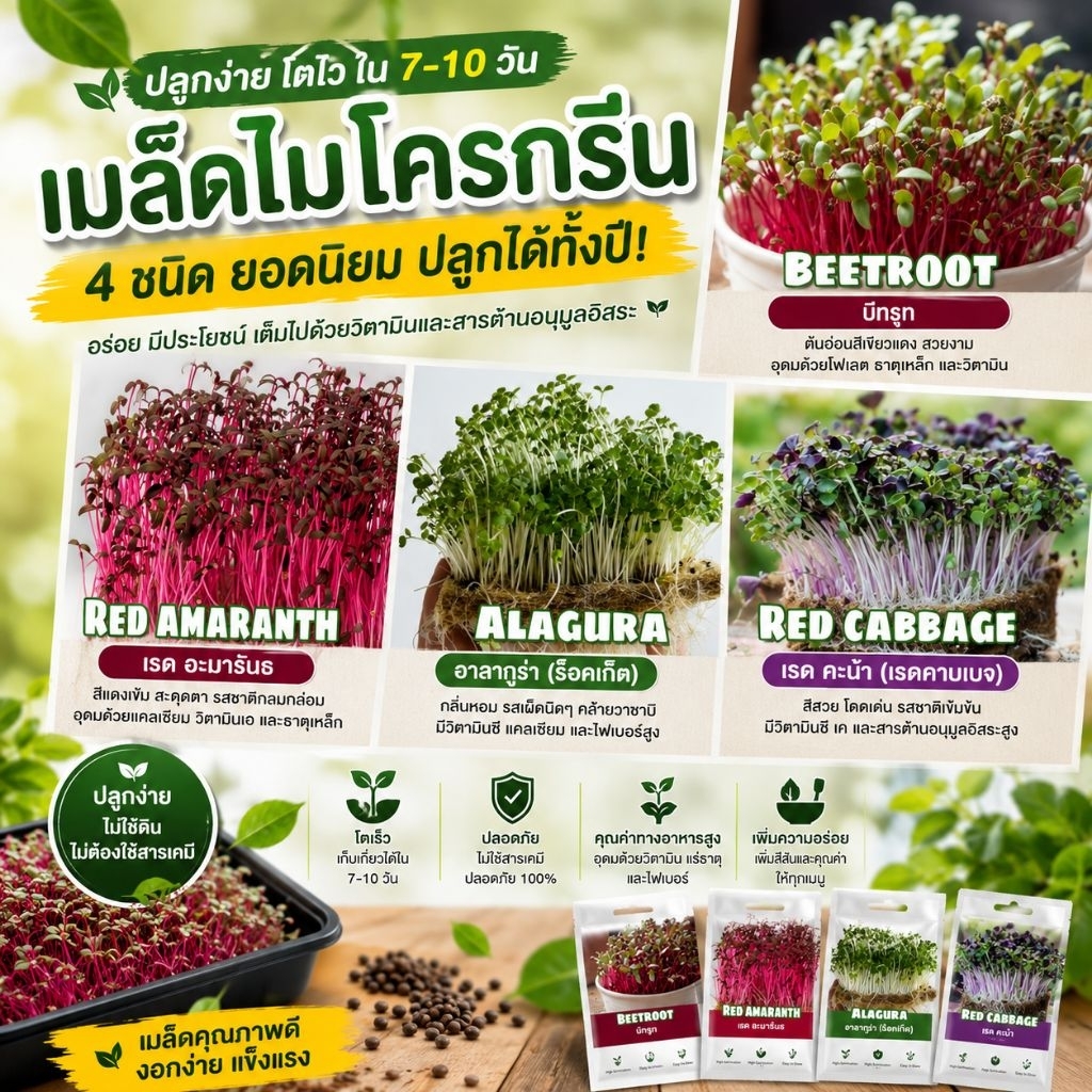 ชุดเมล็ดผักไมโครกรีน 4 ชนิด ยอดนิยม ออแกนิค microgreen seed