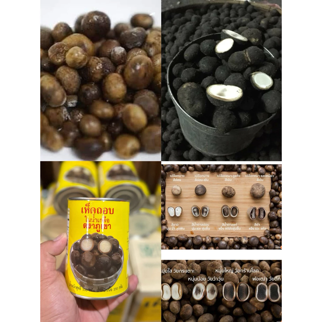 🍄🍄เห็ดถอบสดๆมาในรูปแบบกระป๋องเปิดฝาพร้อมรับประทาน สงสรรค์เมนูต่างๆได้เลย