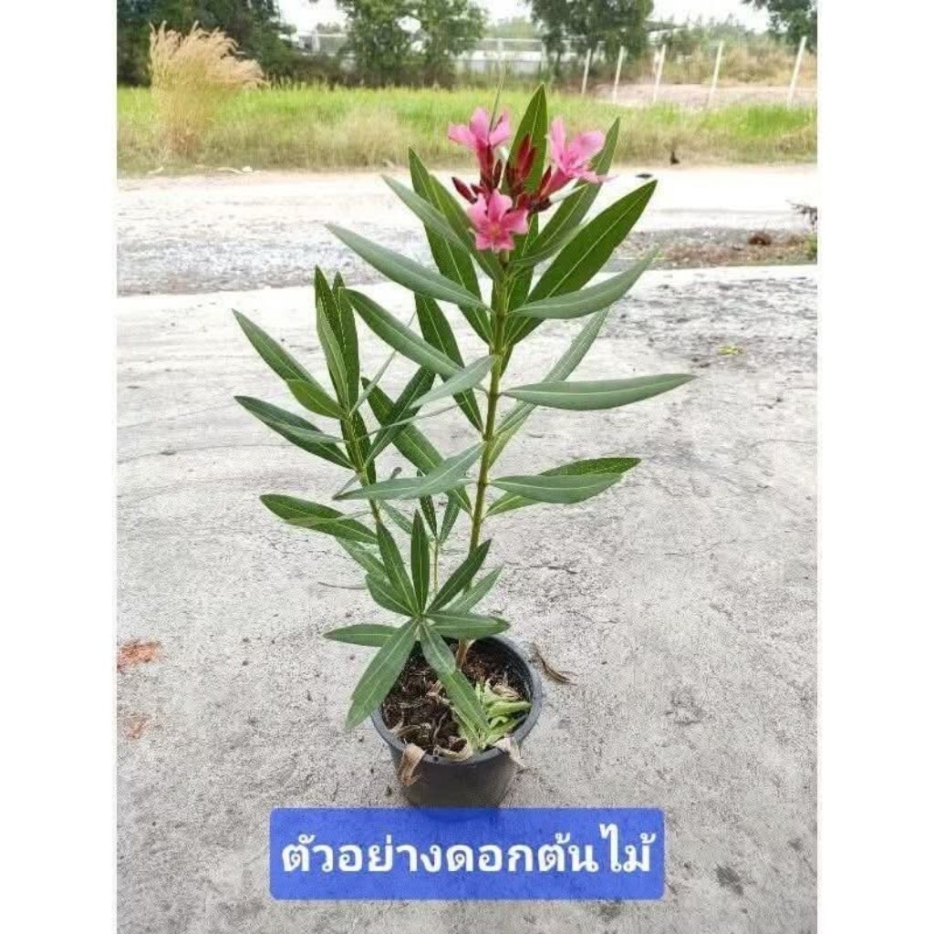 ยี่โถแคระดอกสีชมพูเข้ม6 นิ้วสูง20-30เซนติเมตร ส่งพร้อมกระถาง