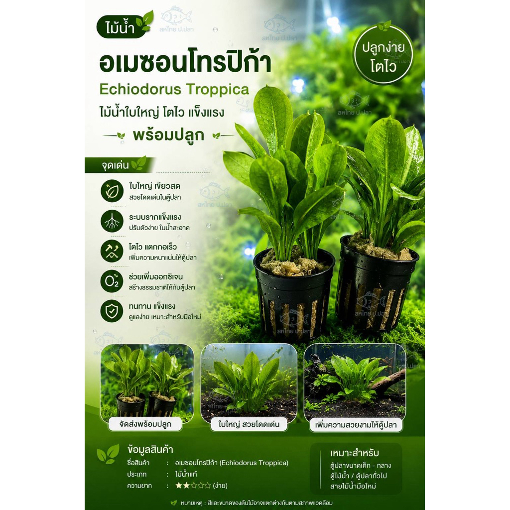 อเมซอน​โทรปิก้า อเมซอนผักกาด(Echiodorus ​Troppica) ​(ต้นไม้น้ำ) ใบกลมน่ารัก*กรุณาอ่านก่อนสั่งซื้อ*