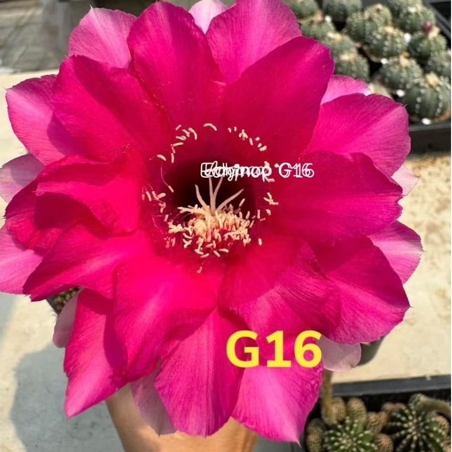 อิชินอป G16 ดอกใหญ่สีสวย สีชมพูเข้ม