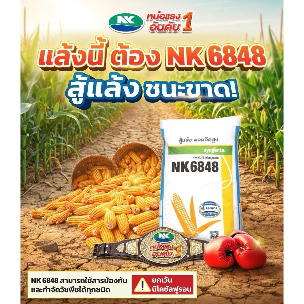เมล็ดพันธุ์ข้าวโพด NK(เอ็นเค) 6848 3/3.5หุน 10กิโลกรัม ผลผลิตสูง พันธุ์ข้าวโพดเก็บสด ลำต้นแข็งแรง ปล