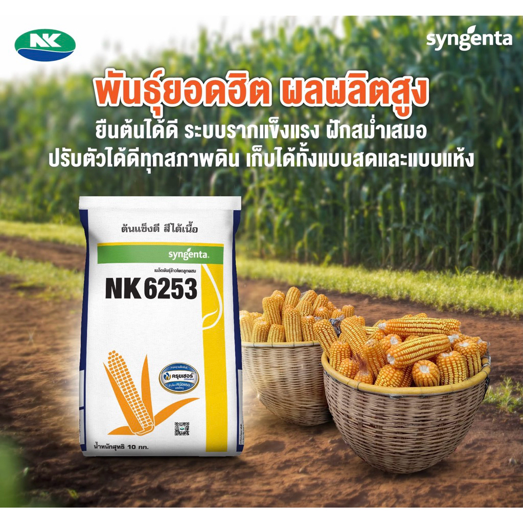 เมล็ดพันธุ์ข้าวโพด NK(เอ็นเค) 6253 3/3.5หุน 10กิโลกรัม ต้นแข็ง สีได้เนื้อ เก็บได้ทั้งแบบเก็บสด และแบ