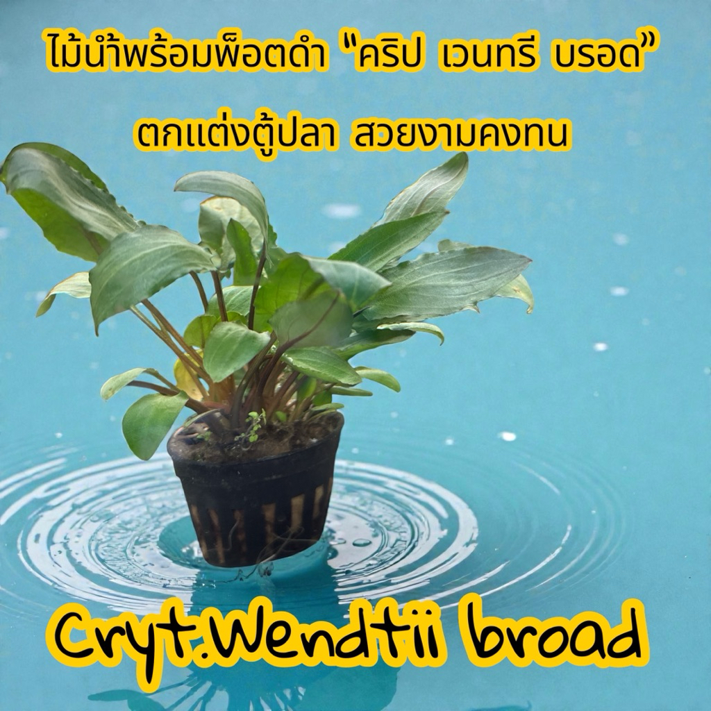 ไม้น้ำ พ็อตดำ Cryt.Wentiibroad คริปเวนทรี บรอดสวยแข็งแรงมไม่จำเป็นต้องใช้Co2