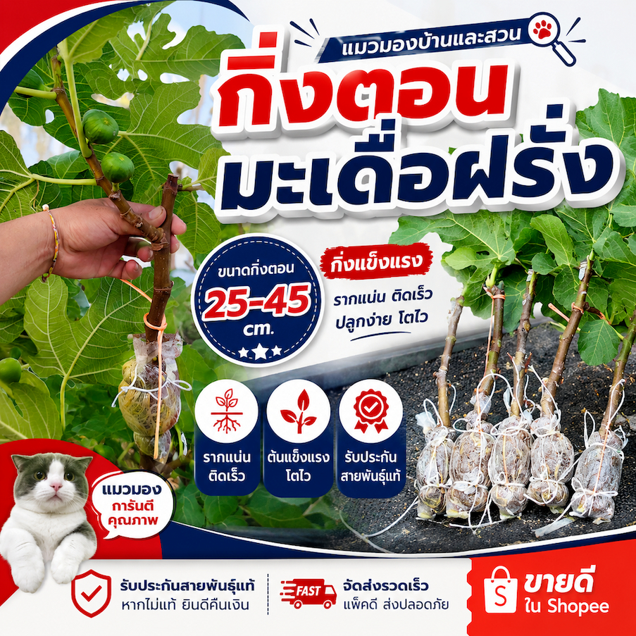กิ่งตอน มะเดื่อฝรั่ง ลูกดก ผลโต มีหลายพันธุ์ จากสวนเกษตรอินทรีย์ สายพันธุ์แท้ Fig