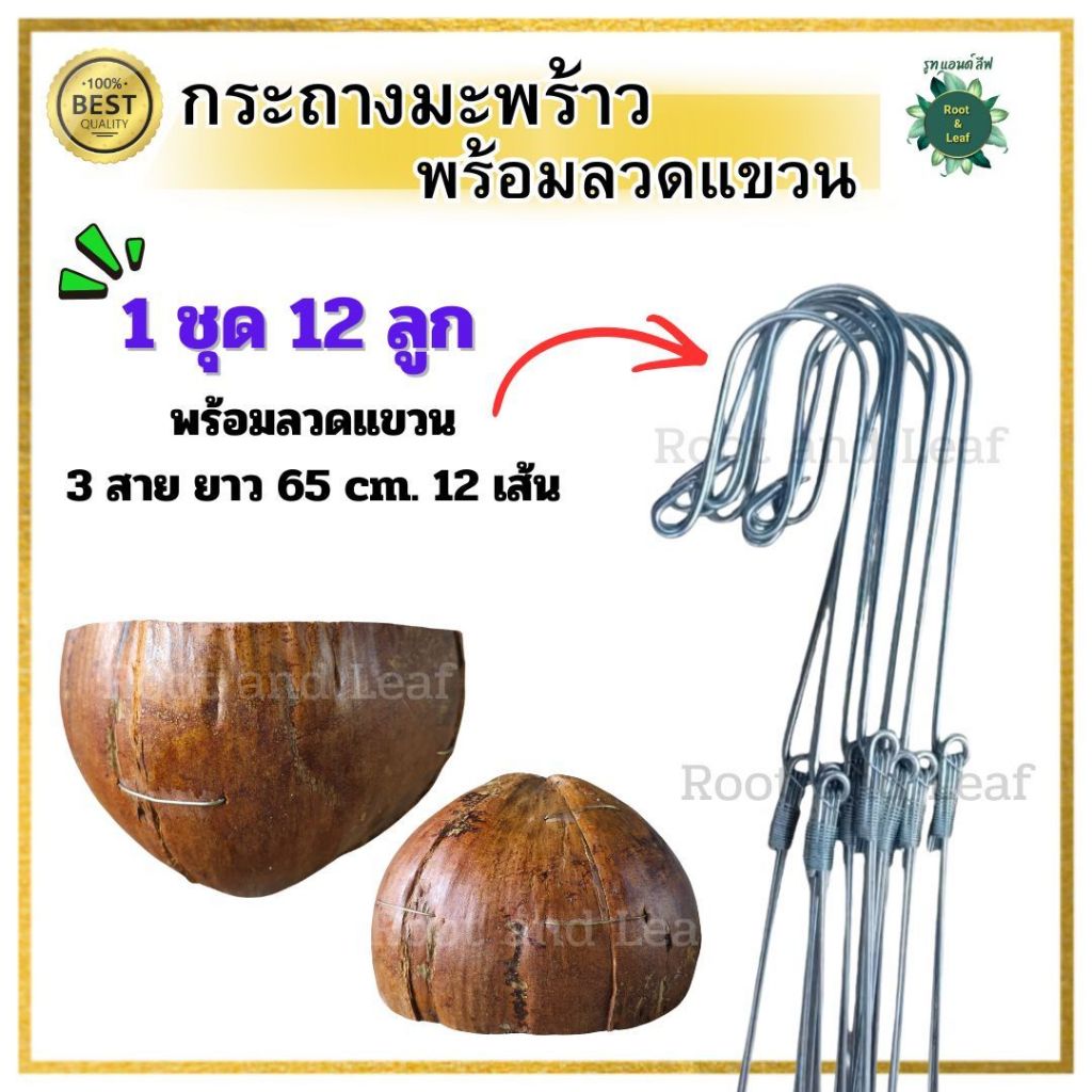 กระถางมะพร้าวครึ่งลูก 1 ชุด 12 ลูก พร้อมลวดแขวน 3 สาย 65 cm. 12 เส้น กระถางมะพร้าวปาดเรียบ ทรงสวย พร้อมแขวน