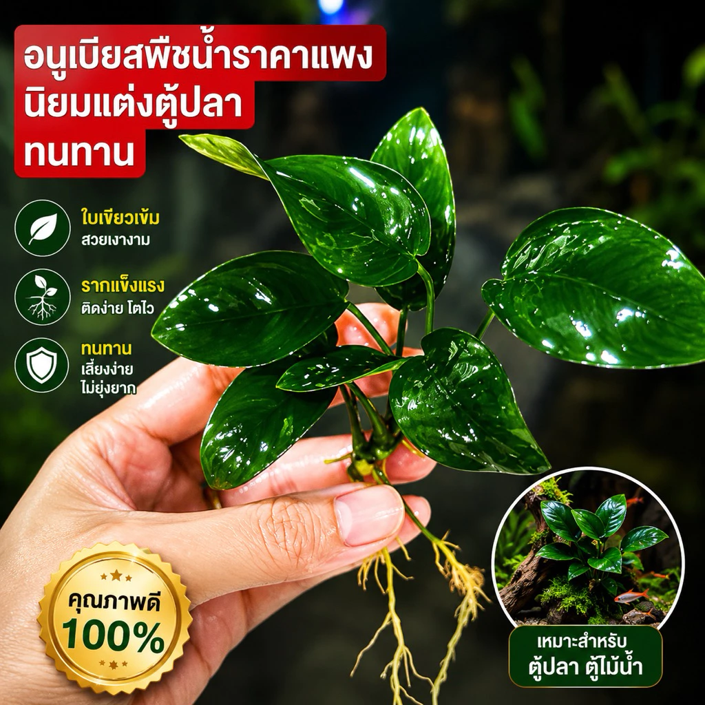 ต้นอนูเบียส​ 🎋ไม้น้ำใช้พันขอนไม้​ พันหิน​ (แถมเอ็นไปพันต้นไม้)​