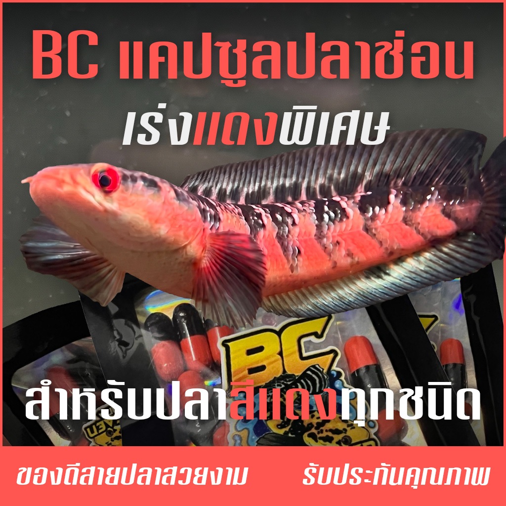 BC อาหารแคปซูลเร่งสีปลา เร่งแดง️พิเศษ อาหารปลาช่อนสวยงาม สำหรับปลาสีเเดงทุกชนิด ใช้คู่ไฟเทรนนิ่งเเดง