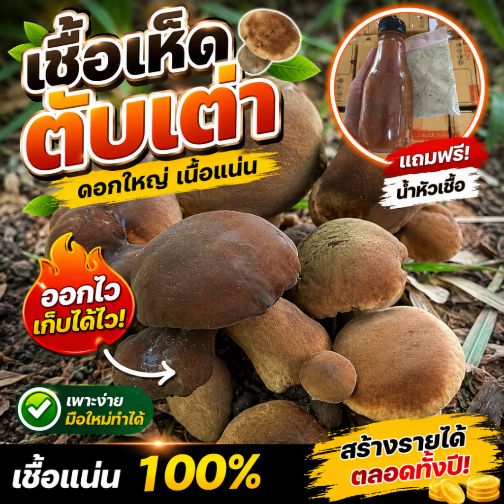 หัวเชื้อเห็ดตับเต่าหวาน สูตรเข้มขัน สายพันธุ์ดอกใหญ่จัมโบ้