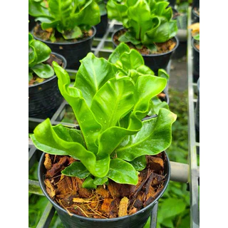 เฟิร์นคอบบร้า [Cobra Bird's nest fern] กระถางดำ 4 นิ้ว